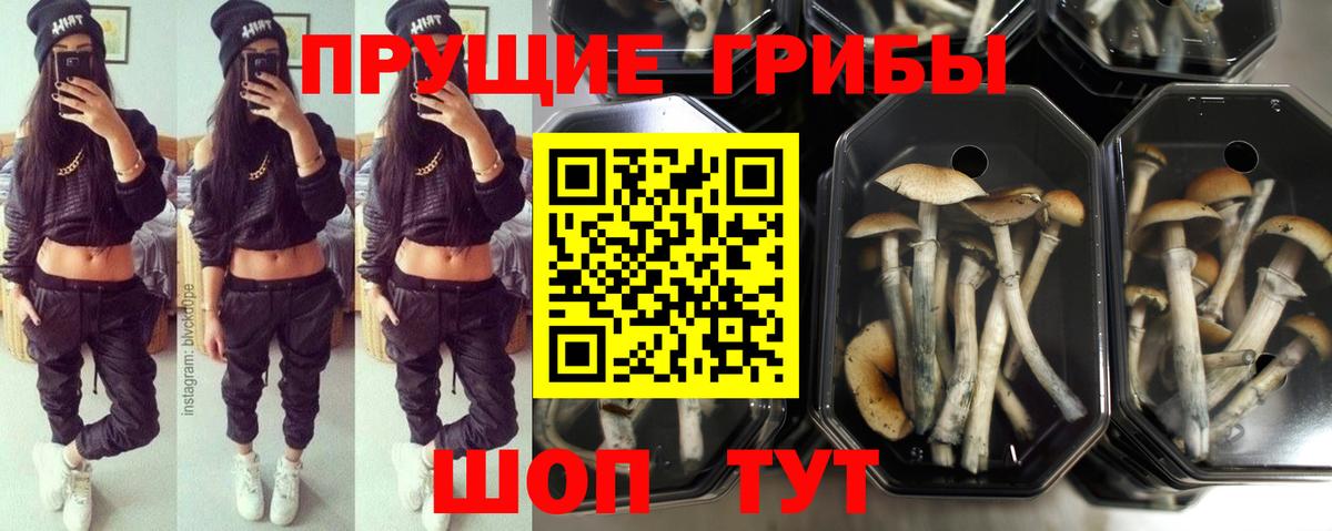 Галлюциногенные грибы Psilocybine cubensis  продажа наркотиков  Тольятти  Вход с VPN 